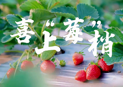 中國(guó)電信的信息技術(shù)正成為草莓種植戶拓展銷售、傳播口碑的新農(nóng)具_(dá)400.jpg